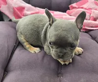 Brutus, a male French Bulldog and American Bully for sale in Garretson, SD – 3 of 6