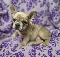 Mia, a female French Bulldog for sale in Garretson, SD – 3 of 7