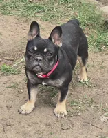 Riley, a female French Bulldog for sale in Garretson, SD – 5 of 8