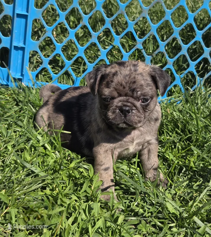 Presley – Pug puppy for sale in Garretson, SD