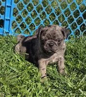 Presley, a female Pug for sale in Garretson, SD – 1 of 2