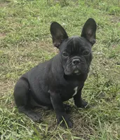 Edison , a male French Bulldog for sale in Garretson, SD – 4 of 6