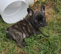 Eden, a female French Bulldog for sale in Garretson, SD – 1 of 4