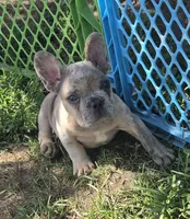 Olaf, a male French Bulldog for sale in Garretson, SD – 4 of 4