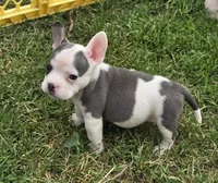 Monte Jr., a male American Bulldog and French Bulldog for sale in Garretson, SD – 4 of 7