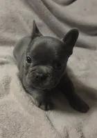 Remington , a male French Bulldog for sale in Garretson, SD – 3 of 4