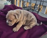 Memphis, a male American Bully for sale in Garretson, SD – Photo 3 of 4