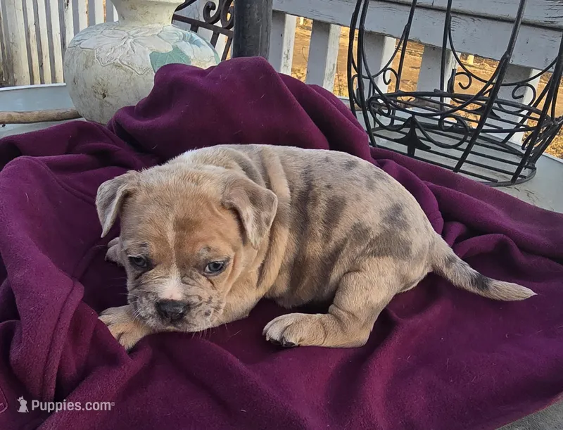 Memphis – American Bully puppy for sale in Garretson, SD