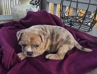 Memphis, a male American Bully for sale in Garretson, SD – Photo 1 of 4