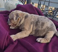 Memphis, a male American Bully for sale in Garretson, SD – Photo 4 of 4