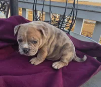 Memphis, a male American Bully for sale in Garretson, SD – Photo 2 of 4