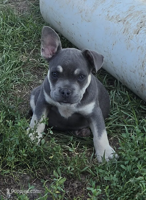 Brutus – French Bulldog, American Bully puppy for sale in Garretson, SD
