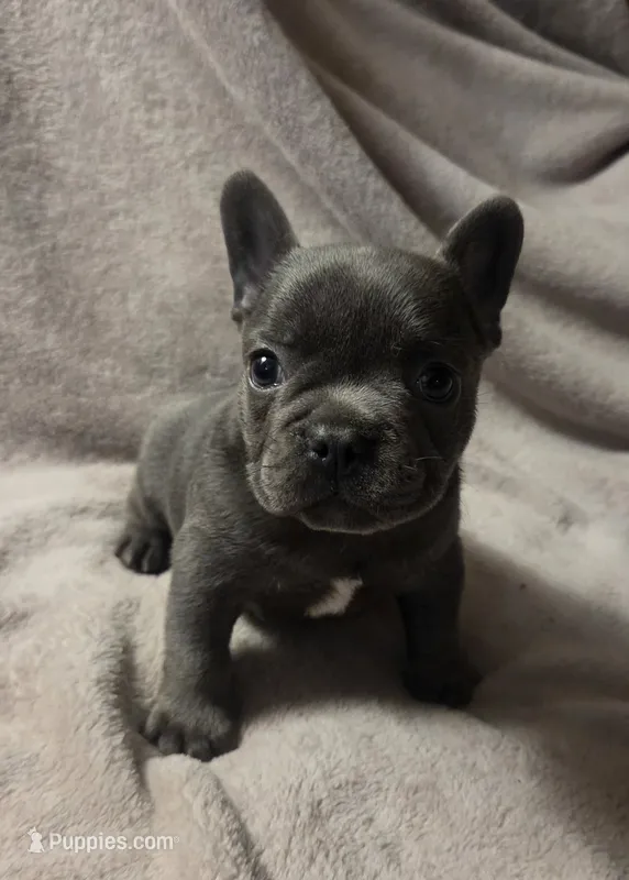 Remington  – French Bulldog puppy for sale in Garretson, SD