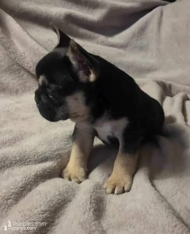 Rambo – French Bulldog puppy for sale in Garretson, SD
