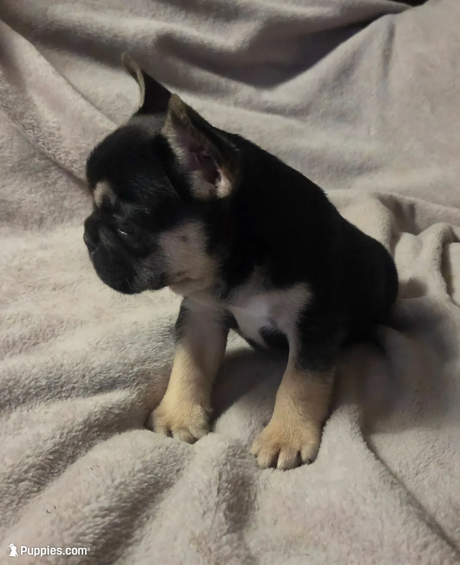 Rambo, a male French Bulldog for sale in Garretson, SD – 1 of 4