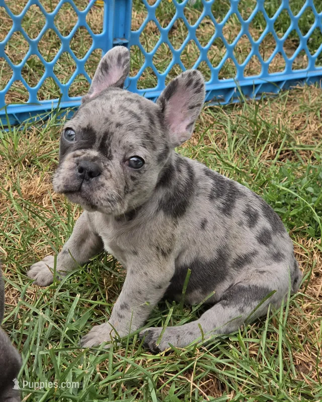 Emma – French Bulldog puppy for sale in Garretson, SD
