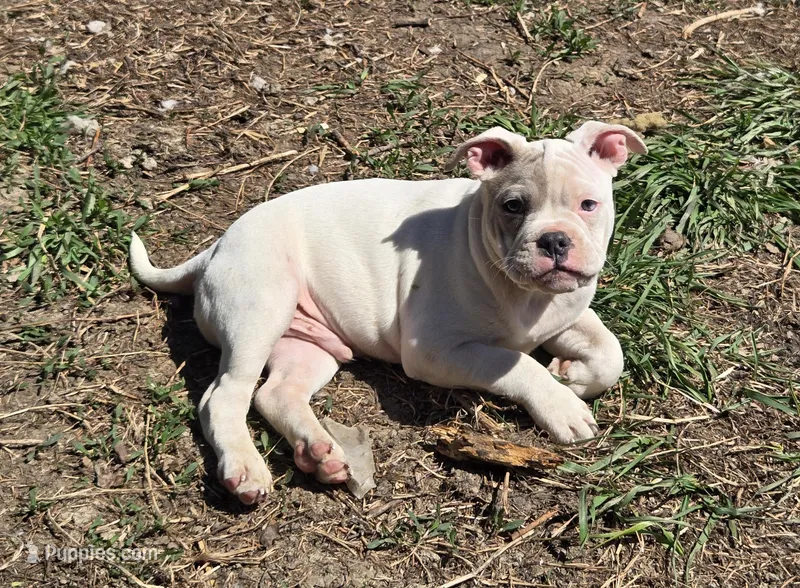 Mason – French Bulldog, American Bully puppy on hold in Garretson, SD