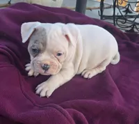 Mason, a male French Bulldog and American Bully for sale in Garretson, SD – Photo 2 of 3