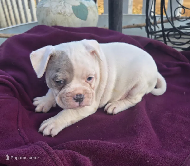 Mason – French Bulldog, American Bully puppy for sale in Garretson, SD