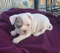Mason, a male French Bulldog and American Bully for sale in Garretson, SD – Photo 1 of 3