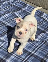 Mason, a male French Bulldog and American Bully for sale in Garretson, SD – 2 of 5