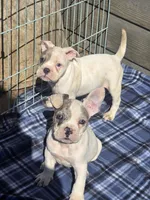 Mason, a male French Bulldog and American Bully for sale in Garretson, SD – 4 of 5