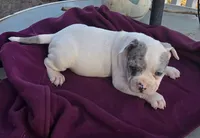 Mason, a male French Bulldog and American Bully for sale in Garretson, SD – Photo 3 of 3