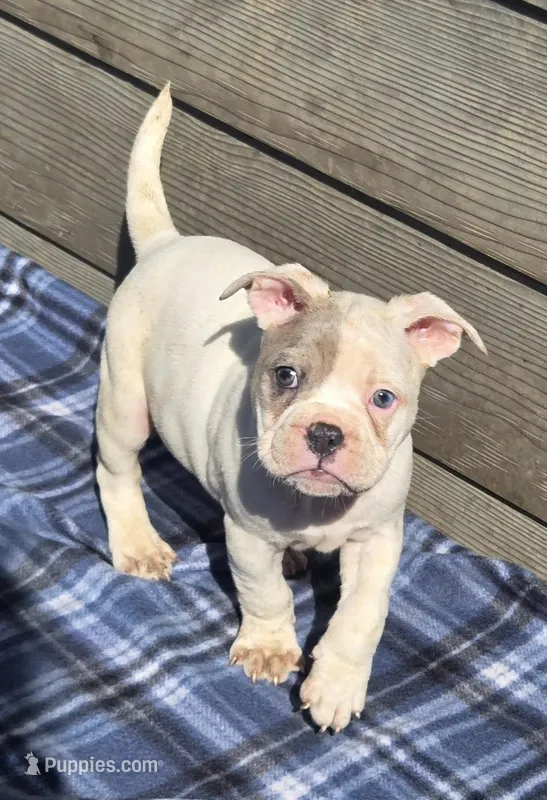 Mason – French Bulldog, American Bully puppy for sale in Garretson, SD