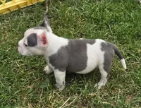 Monte Jr., a male American Bulldog and French Bulldog for sale in Garretson, SD – 3 of 7