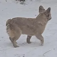 Lady, a female French Bulldog for sale in Garretson, SD – Photo 4 of 6
