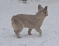 Lady, a female French Bulldog for sale in Garretson, SD – Photo 2 of 7