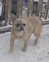 Lady, a female French Bulldog for sale in Garretson, SD – Photo 4 of 7