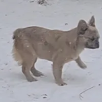 Lady, a female French Bulldog for sale in Garretson, SD – Photo 2 of 6