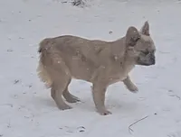 Lady, a female French Bulldog for sale in Garretson, SD – Photo 1 of 7