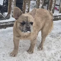 Lady, a female French Bulldog for sale in Garretson, SD – Photo 5 of 6