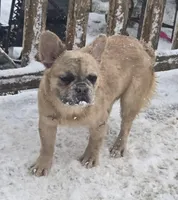 Lady, a female French Bulldog for sale in Garretson, SD – Photo 6 of 7