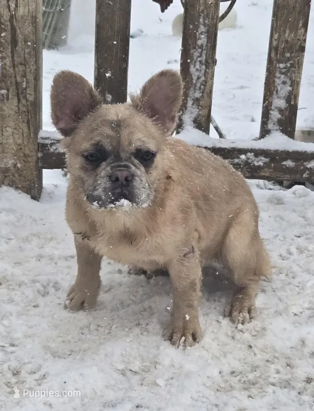 Lady – French Bulldog puppy for sale in Garretson, SD