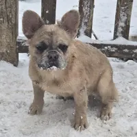 Lady, a female French Bulldog for sale in Garretson, SD – Photo 6 of 6
