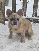 Lady, a female French Bulldog for sale in Garretson, SD – Photo 7 of 7