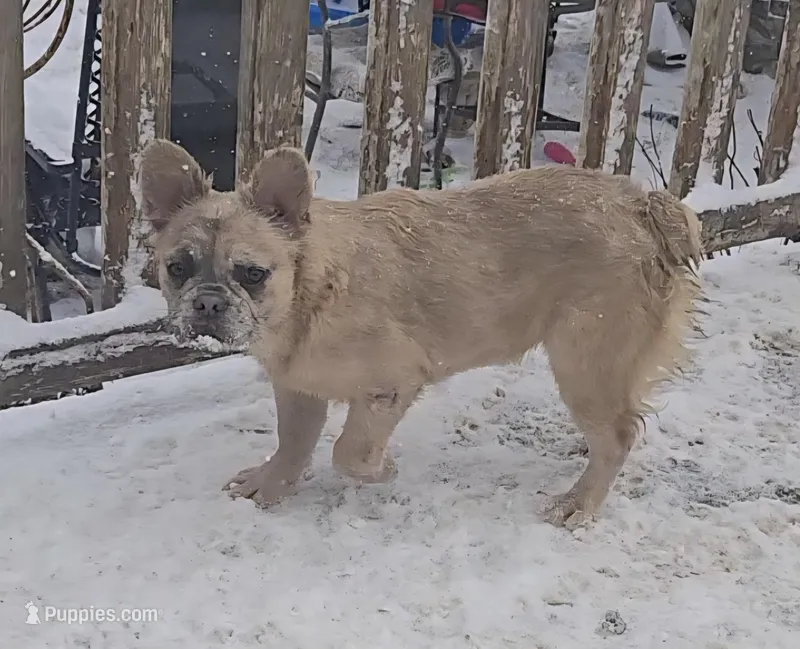 Lady – French Bulldog puppy for sale in Garretson, SD