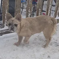 Lady, a female French Bulldog for sale in Garretson, SD – Photo 1 of 6