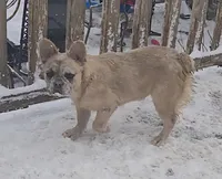 Lady, a female French Bulldog for sale in Garretson, SD – Photo 5 of 7