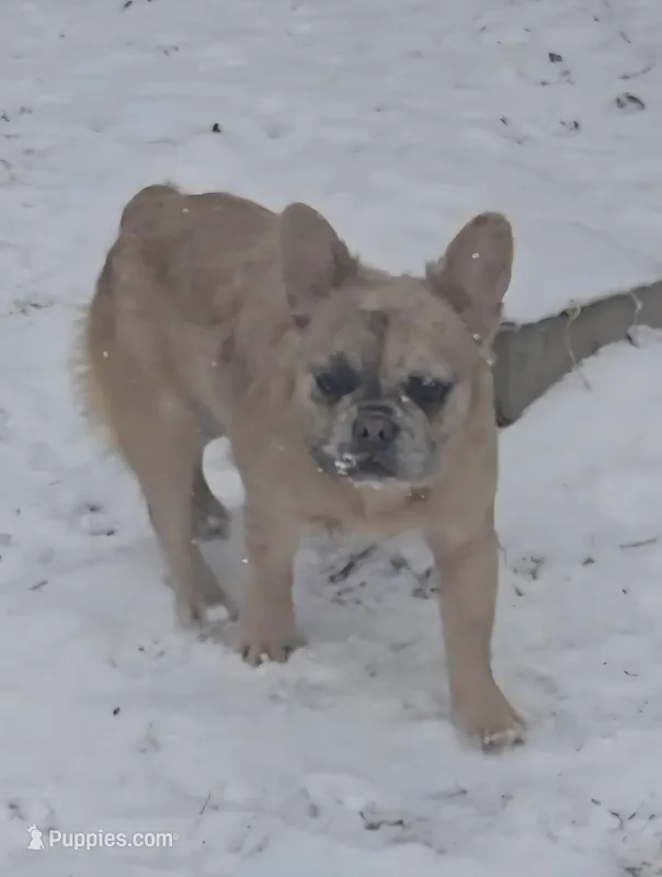 Lady – French Bulldog puppy for sale in Garretson, SD
