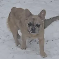 Lady, a female French Bulldog for sale in Garretson, SD – Photo 3 of 6