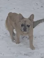 Lady, a female French Bulldog for sale in Garretson, SD – Photo 3 of 7