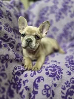 Mia, a female French Bulldog for sale in Garretson, SD – 2 of 7