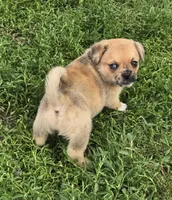 Cadence , a male Pembroke Welsh Corgi and Pug for sale in Garretson, SD – 2 of 3