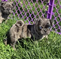 Presley, a female Pug for sale in Garretson, SD – 2 of 2