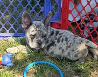 Reese, a female French Bulldog and American Bully for sale in Garretson, SD – 4 of 6