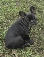 Edison , a male French Bulldog for sale in Garretson, SD – 5 of 6